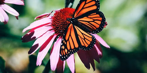 Incredible Insect Extravaganza