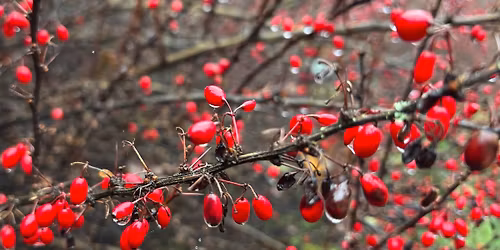 OSLAVA ZIMN\u00c9HO SLNOVRATU 2025