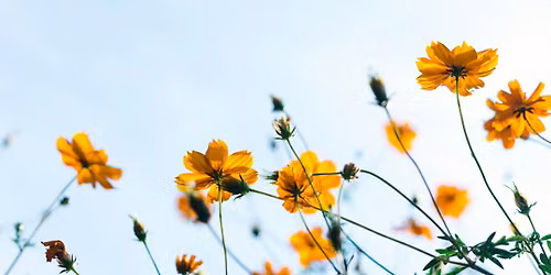 The Seasons of Vivaldi + Piazzolla