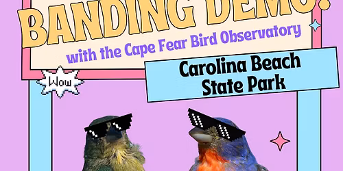Painted Bunting Banding Demo at Carolina Beach State Park
