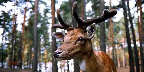 Shamanic Warriorship: Deer Initiation