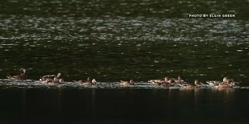 Winter Waterfowl Walk