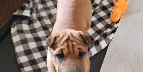 Adoption Sunday!