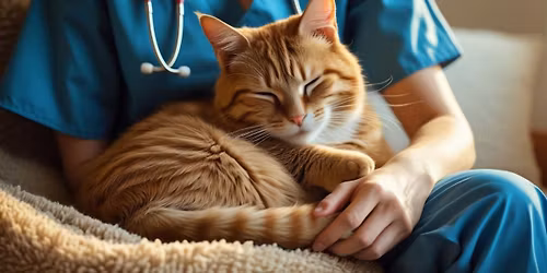 Nelson Cat Hotel - Open for Pre-Bookings