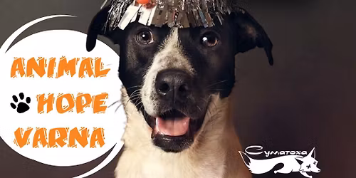 \u0411\u043b\u0430\u0433\u043e\u0442\u043e\u0440\u0438\u0442\u0435\u043b\u0435\u043d \u0411\u0430\u0437\u0430\u0440 Animal Hope Varna \u0414\u0415\u041a\u0415\u041c\u0412\u0420\u0418|13.12 \u0438 20.13