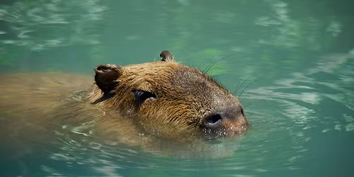 Capybara Bash