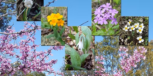 Flat Rock Wildflowers