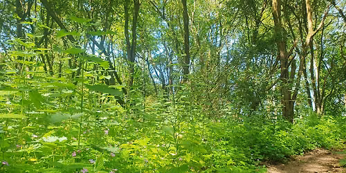 Plant sensing expedition at Boundary Brook nature reserve