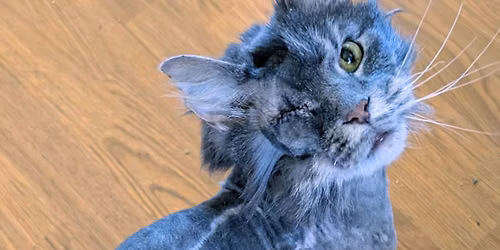 Russian Blue
