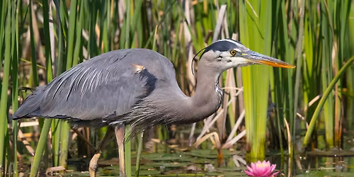 Accessible Birding at Hyatt Hidden Lakes Reserve