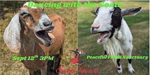 Dancing with the Goats at Peaceful Fields Sanctuary!