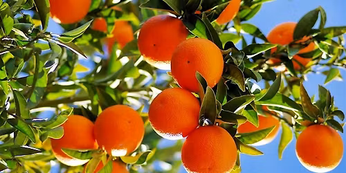 Fruit Rescue - Brentwood Area