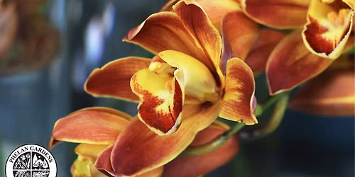 Orchid Repots with Songbird Orchid