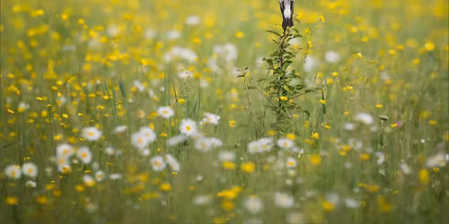 Birding Allegan State Game Area