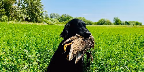 MRVE Teny\u00e9szszemle, K\u00e9pess\u00e9gvizsga, Munkavizsga, Konfirm\u00e1l\u00e1s -  Retrieverek \u00e9s V\u00edzikuty\u00e1k r\u00e9sz\u00e9re