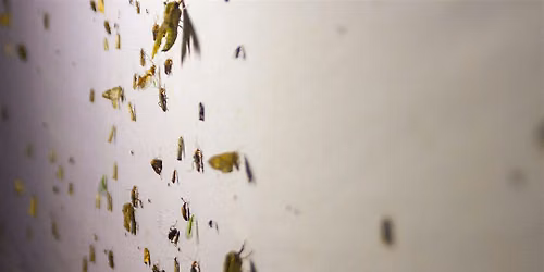 National Moth Week: Moth Lighting