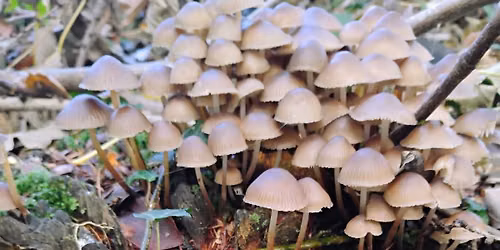 Fungi Walk, Autumn Survey