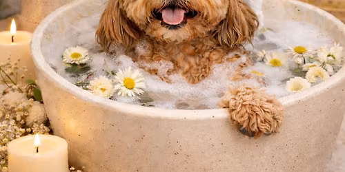 Dog Grooming Appointments Available! 