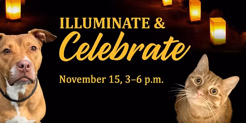  Illuminate & Celebrate