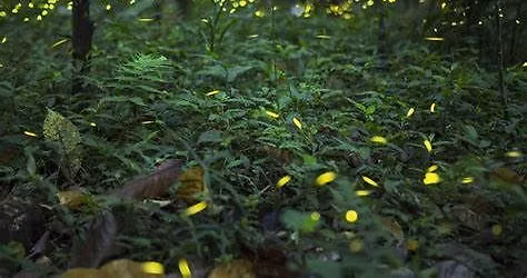 Blue Ghost Firefly Hike - May 30 & Jun 6