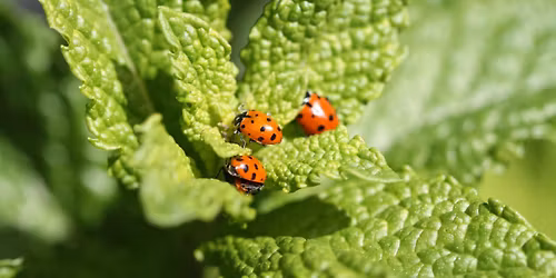 Backyard Ecosystems & Beneficial Insects Workshop: Cultivating Living Spaces