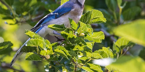 Birding in Place