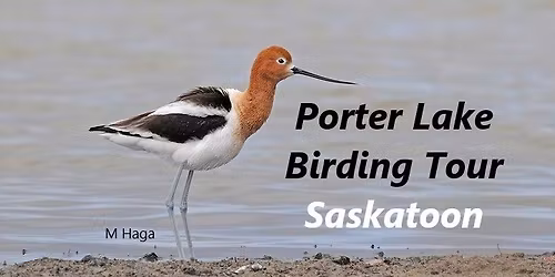 Porter Lake Birding Tour - Saskatoon