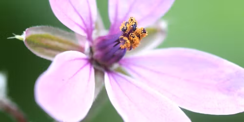 Festival des Sauvages #5