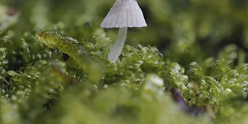 Fungi Walks: Citizen Science