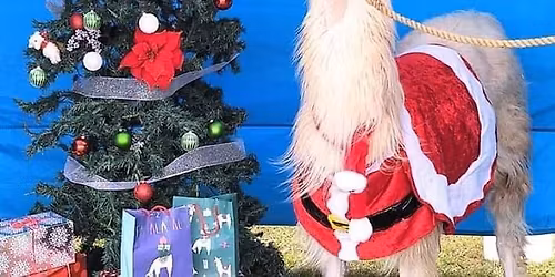 FALALALLAMA Holiday Bazaar 