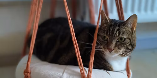 Workshop tussen de katjes: macram\u00e9 hangmand *extra editie*