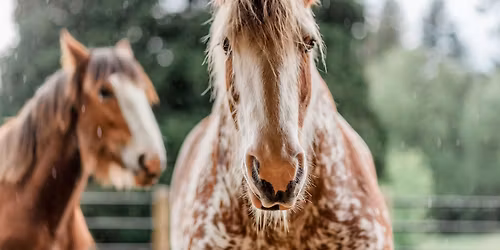 The Clydesdales are Coming to The Lodge!