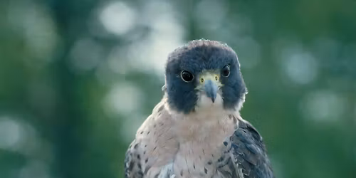 Winter Birding Series: Migration mysteries