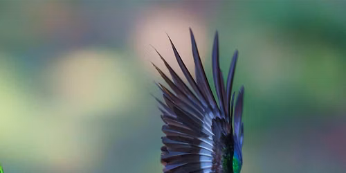 ECOC Lecture: The Resplendent Quetzal