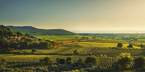 Italian Heavy Hitters-Tuscan Showdown: Bolgheri Vs. Brunello