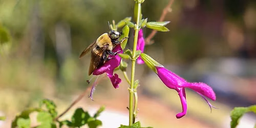 July Friends First Friday Pollinators