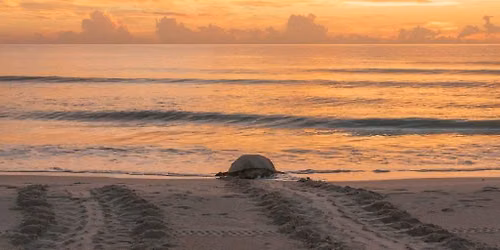 SEA TURTLES OF THE SEASHORE (Apollo District) 