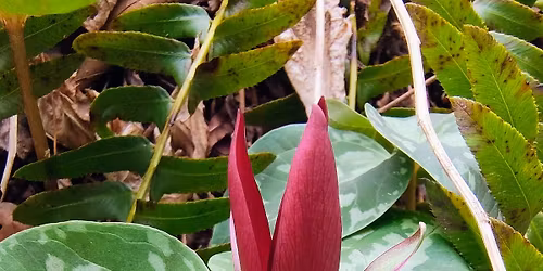 Spring Wildflower Walk
