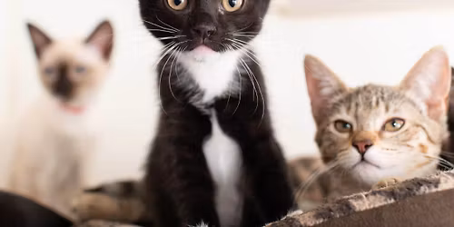 📢 **New Adoption Hours – Southern IL Admissions Campus!** 🐾