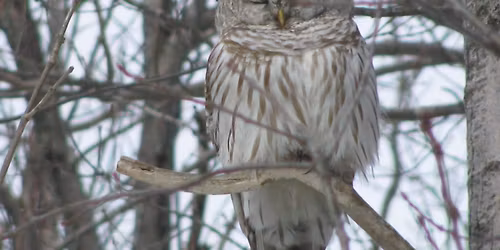 Homeschool at Broad Meadow Brook: Owls