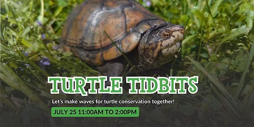 Turtle Tidbits