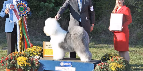 Cranberry Cluster Dog Shows