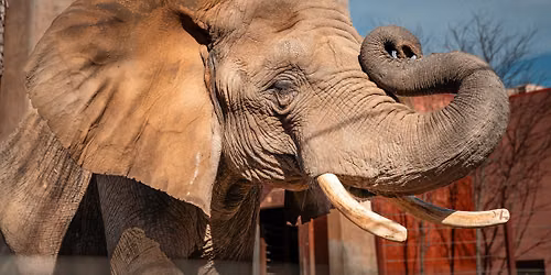 Breakfast Series: Hippos & Elephants