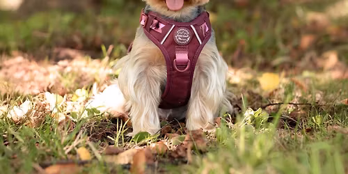 Dawlish Country Park Walkies Ready Club