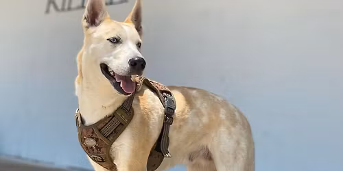 The Golden Flea weekend vendors market