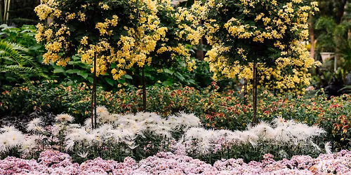 Training Flowers to be Trees (Science Series)