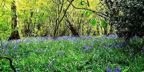 Spring Wood Day 2026 - Bank holiday Monday 4th May