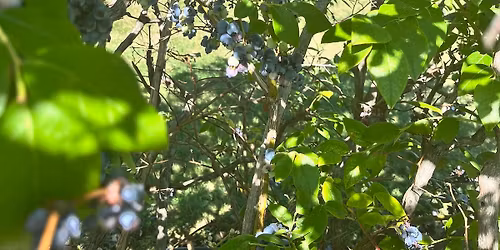 Kalamazoo Farmers Market