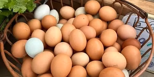 \ud83e\udd5a Egg Day \ud83e\udd5a