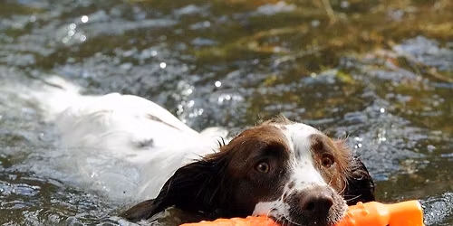 Water Test, A.G.M. and BBQ for AV spaniels including non K.C. registered